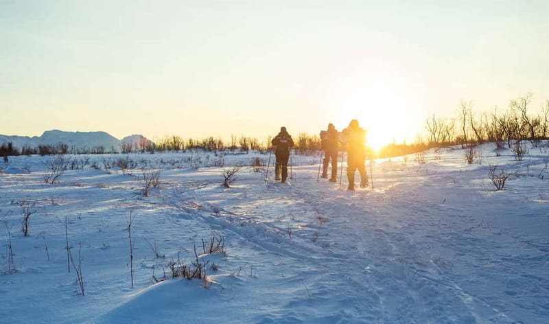 From Tromsø: Guided Husky Snowshoe Hike and Husky Camp Visit - What $187 gets you