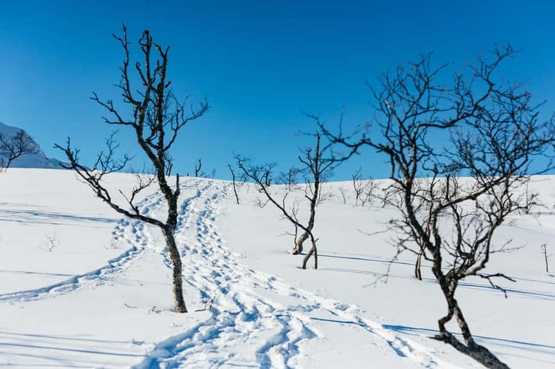 From Tromsø: Snowshoeing Hike with Picnic Lunch and Photos - Is $141 a fair price?