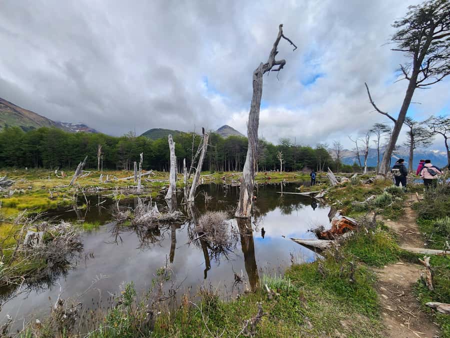 From Ushuaia: Tierra del Fuego Emerald Lagoon Trekking Tour - Through forest and two valleys
