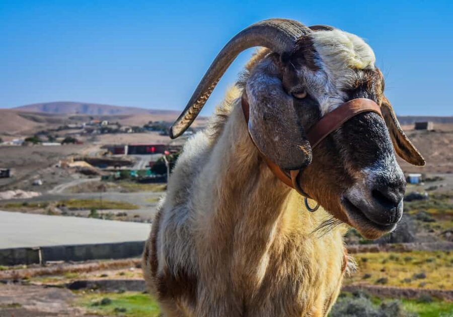 Fuerteventura: Guided Trekking Tour with Island Goats - Quick takeaways from the goat walk