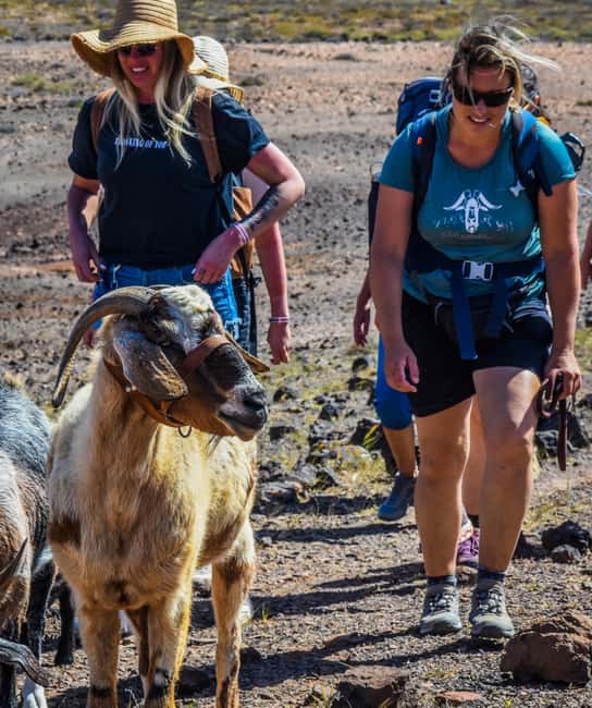 Fuerteventura: Guided Trekking Tour with Island Goats - The best and weakest parts of the day