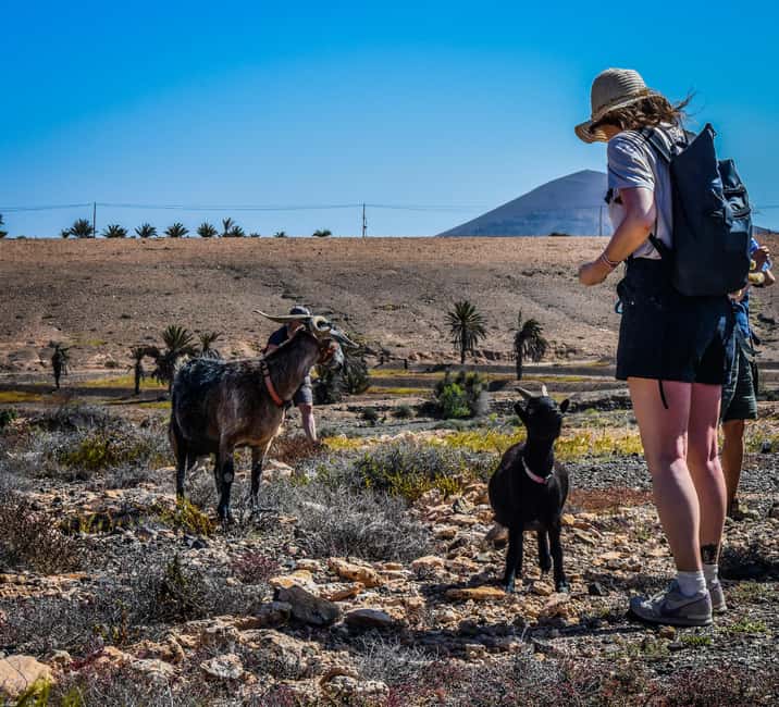 Fuerteventura: Guided Trekking Tour with Island Goats - What the guides add to the experience