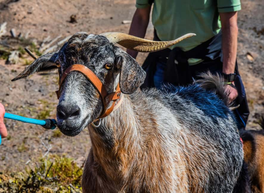 Fuerteventura: Guided Trekking Tour with Island Goats - The local snack is part of the point