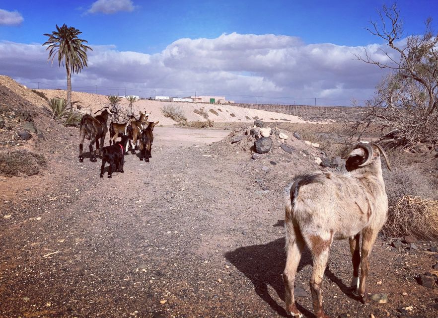 Fuerteventura: Guided Trekking Tour with Island Goats - What to bring for a comfortable day