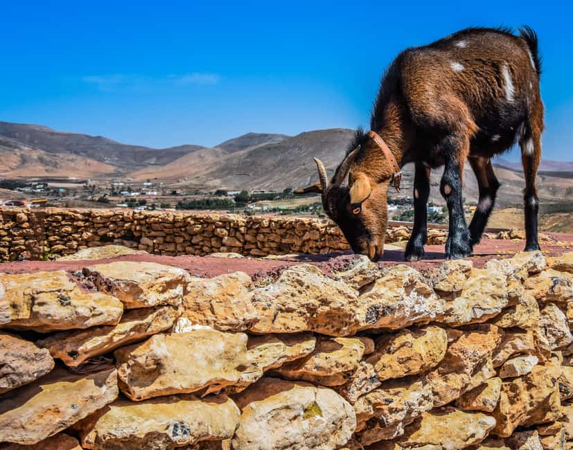 Fuerteventura: Guided Trekking Tour with Island Goats - Walking goats through Fuerteventura’s rough country