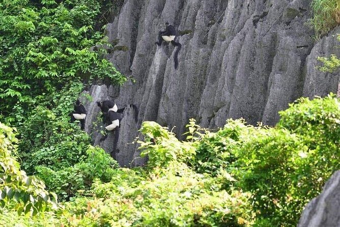 Full-Day Cuc Phuong National Park Hiking Tour - Why This Ninh Binh Day Trip Is Worth Considering