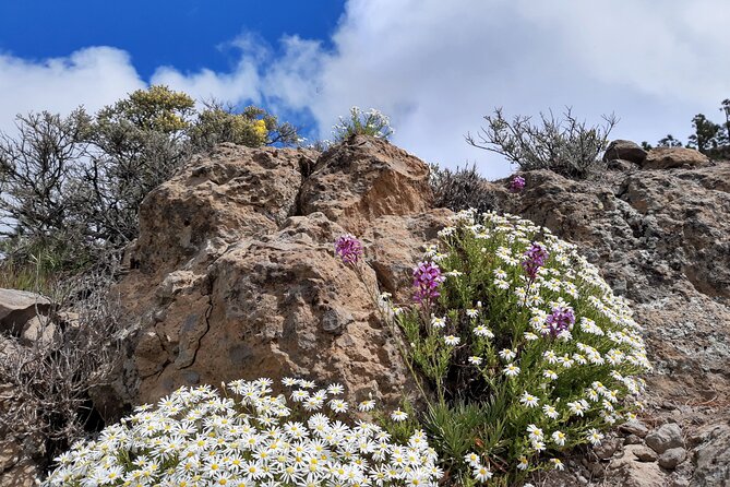 Full day Hiking Gran Canaria Peaks of Gran Canaria - Who will enjoy this hike most