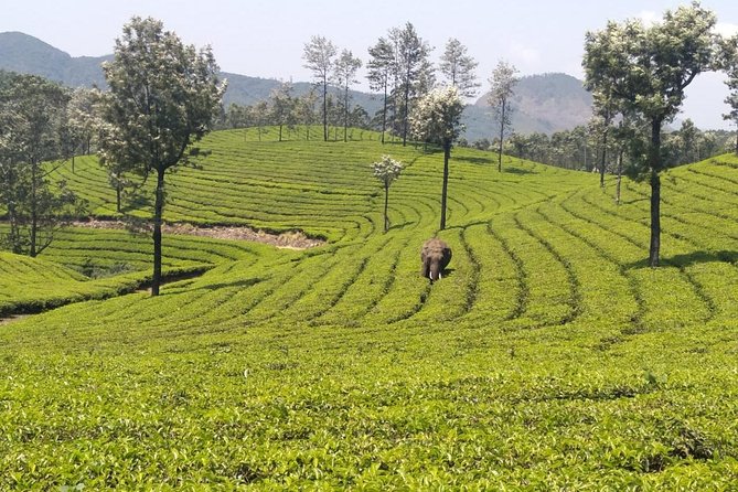 Full day in hiking in Munnar (By Munnar Info) - Lekshmi Hills, Pothamedu, and the climb to high views