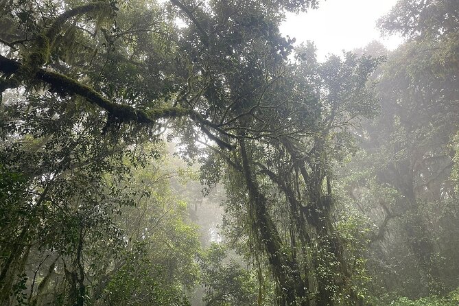 Full Day Private Hiking Tour to Kilimanjaro Mountain - Picnic Lunch and Mandara Hut