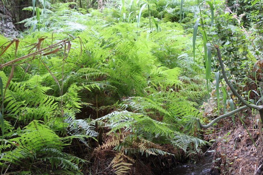 Gran Canaria: "Magic Waterfalls" Hiking Tour - Four hours among waterfalls, plants, and mountain views