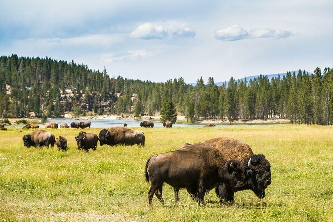 Grand Canyon of the Yellowstone Rim and Loop Hike with Lunch - Key points to know before booking
