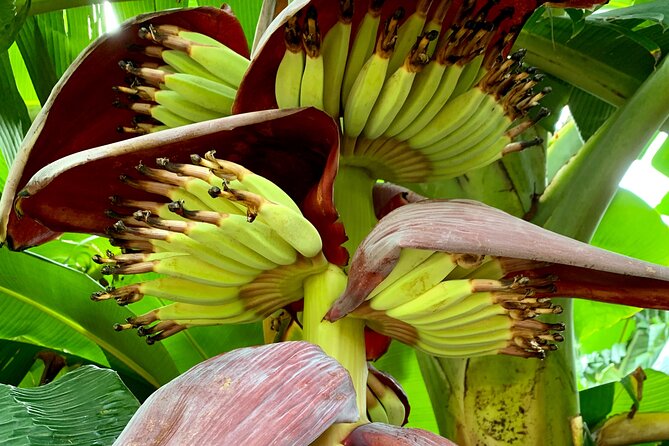 Half-Day Guided Hike to Afareaitu Waterfall - The private garden and fresh-fruit finish