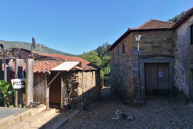 Half-day Hike & Picnic with Dog Love in Porto's Mountains - Why this works after busy days in Porto