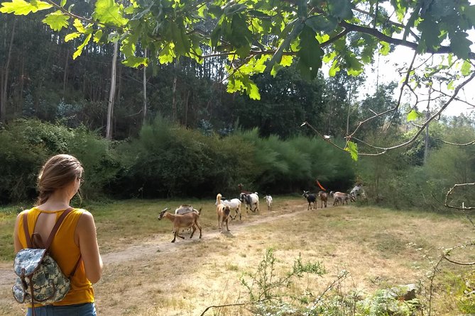 Half-day Hike & Picnic with Dog Love in Porto's Mountains - Timing, weather, and practical value