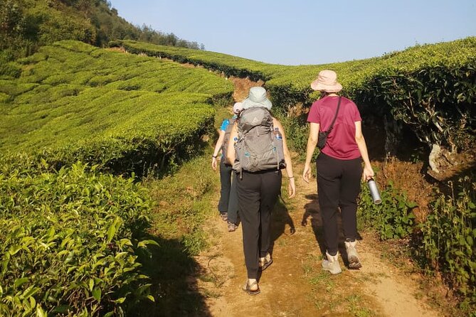 Half Day Hiking in Munnar Trekking Tour - Why this Munnar walk is worth your morning