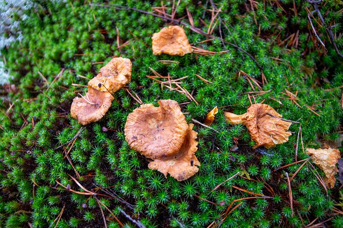 Helsinki: Nuuksio National park hiking with campfire lunch - Who should book this hike?