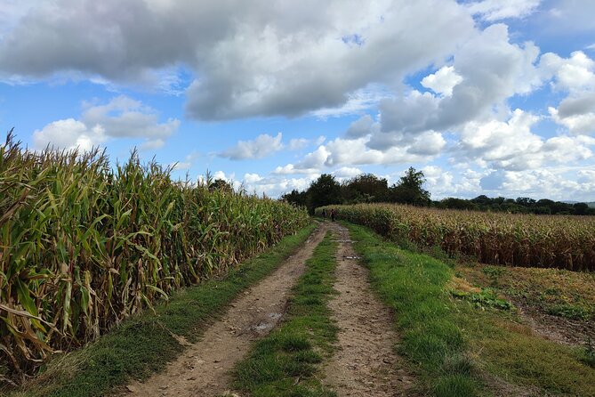 Hiking Adventure in Van Gogh's Footsteps with 6 miles walk - Notre-Dame d’Auvers and a Famous Painting