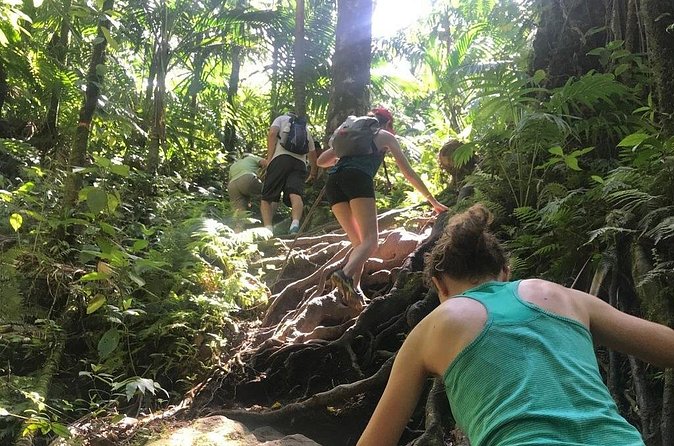 Hiking Mount Liamuiga Volcano in St Kitts - Is $100 good value?