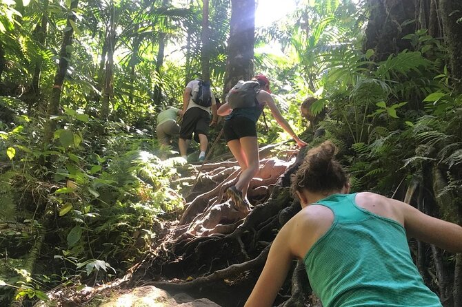 Hiking Mount Liamuiga Volcano in St Kitts - Who should book this Mount Liamuiga hike?