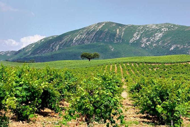Hiking tour to the highest point of Arrábida mountain - Should you book the 501-meter Arrábida hike?