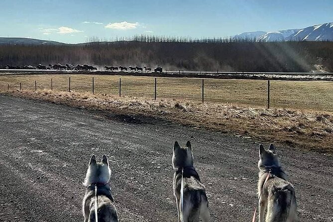 Hiking with Husky in Akureyri (private) - Meeting the Pack Outside Akureyri