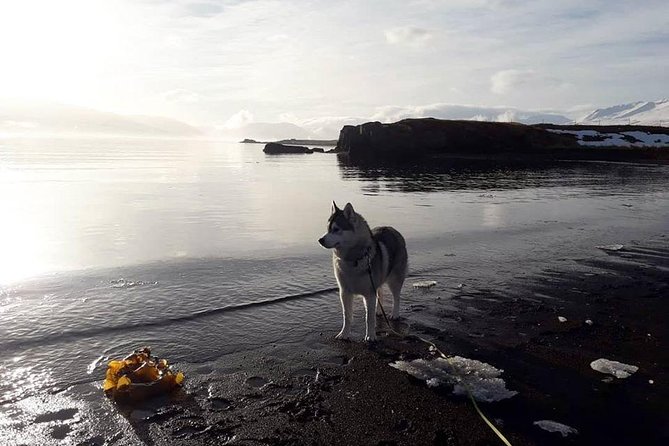 Hiking with Husky in Akureyri (private) - A Home Visit, Not Just a Kennel Stop