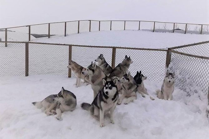 Hiking with Husky in Akureyri (private) - Booking and Weather Details to Know