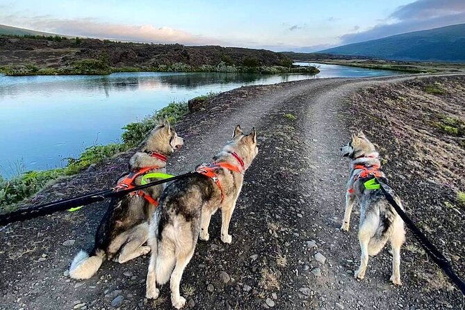 Hiking with Husky in Akureyri (private) - Choosing Your Husky for the Walk