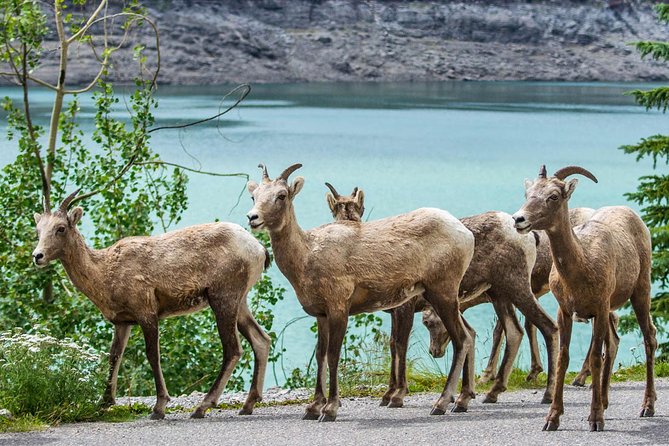 Jasper Wildlife and Sightseeing Tour with Maligne Lake Hike - Pickup from Jasper and the practical details