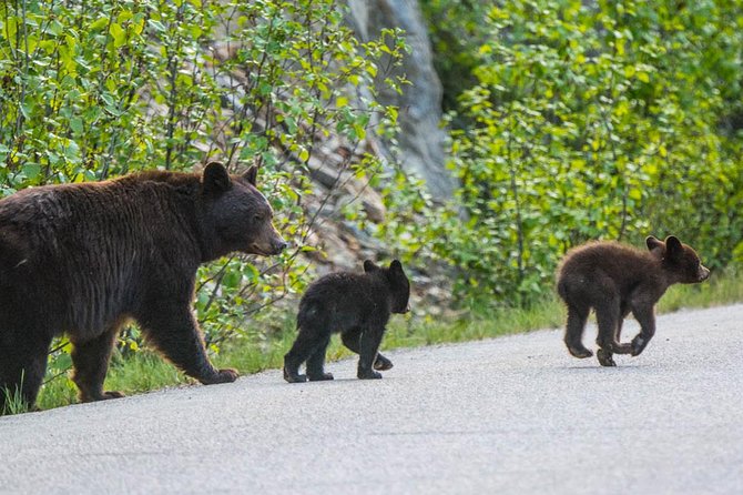 Jasper Wildlife and Sightseeing Tour with Maligne Lake Hike - Medicine Lake and the geology of disappearing water