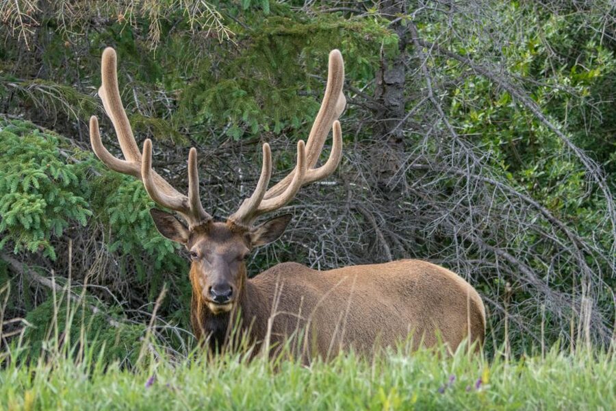 Jasper: Wildlife and Waterfalls Tour with Lakeshore Hike - Wildfire damage is part of the current story