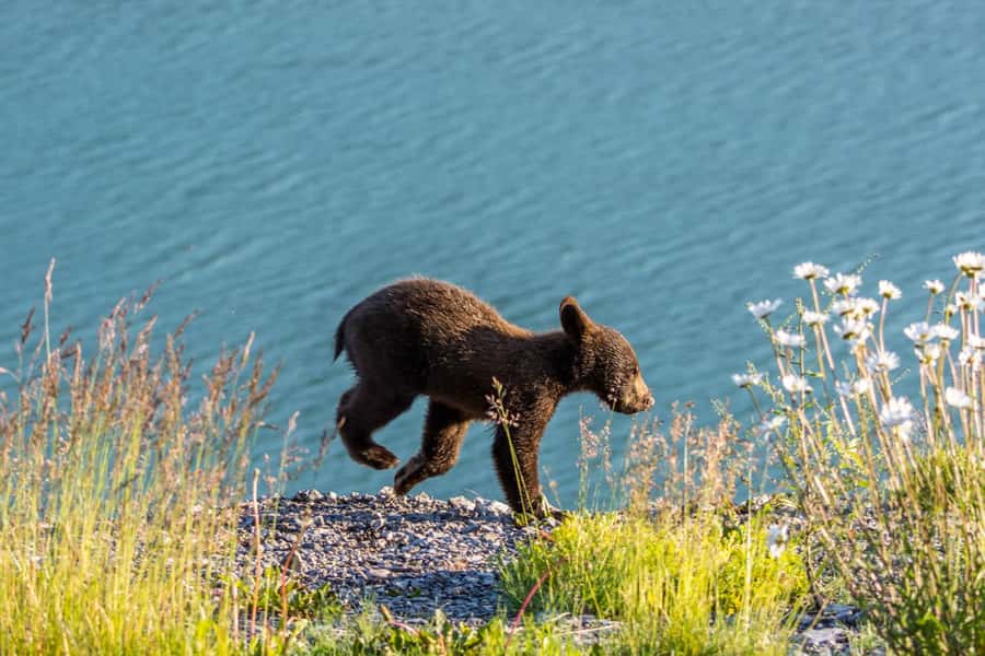 Jasper: Wildlife and Waterfalls Tour with Lakeshore Hike - Maligne Canyon and the changing waterfall stop