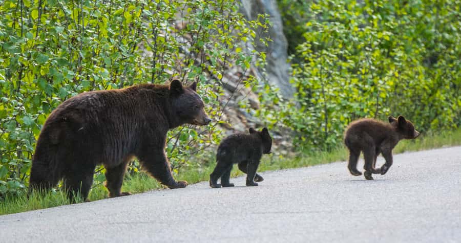 Jasper: Wildlife and Waterfalls Tour with Lakeshore Hike - Medicine Lake and its disappearing water
