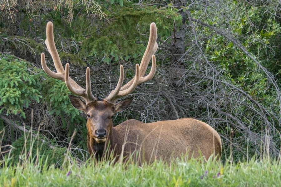 Jasper: Wildlife and Waterfalls Tour with Lakeshore Hike - The Maligne Lake walk at Home Bay