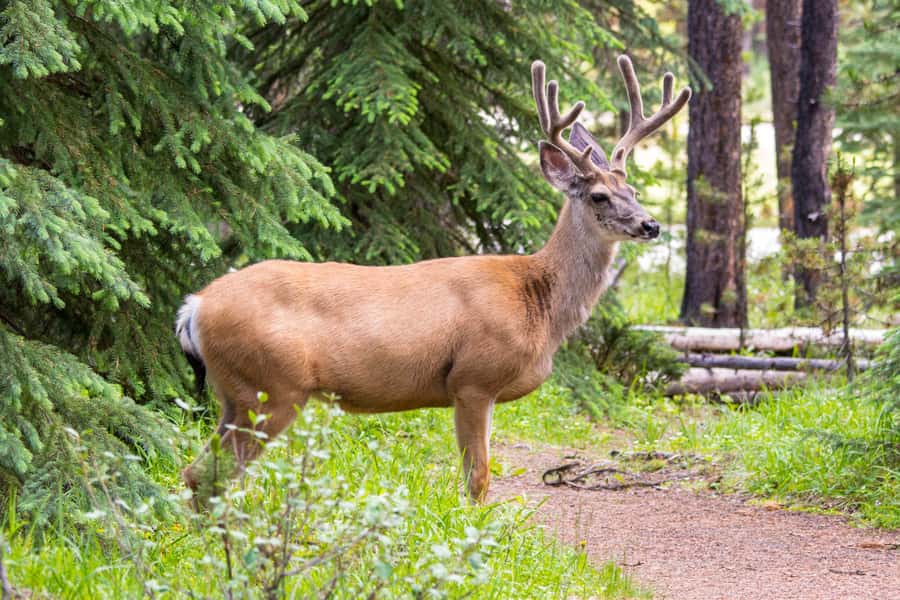 Jasper: Wildlife and Waterfalls Tour with Lakeshore Hike - The guides are a major part of the value