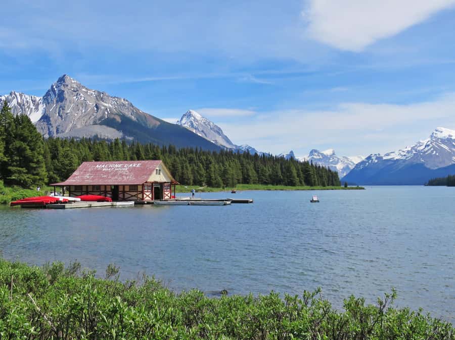 Jasper: Wildlife and Waterfalls Tour with Lakeshore Hike - Wildlife spotting: excellent luck, no promises