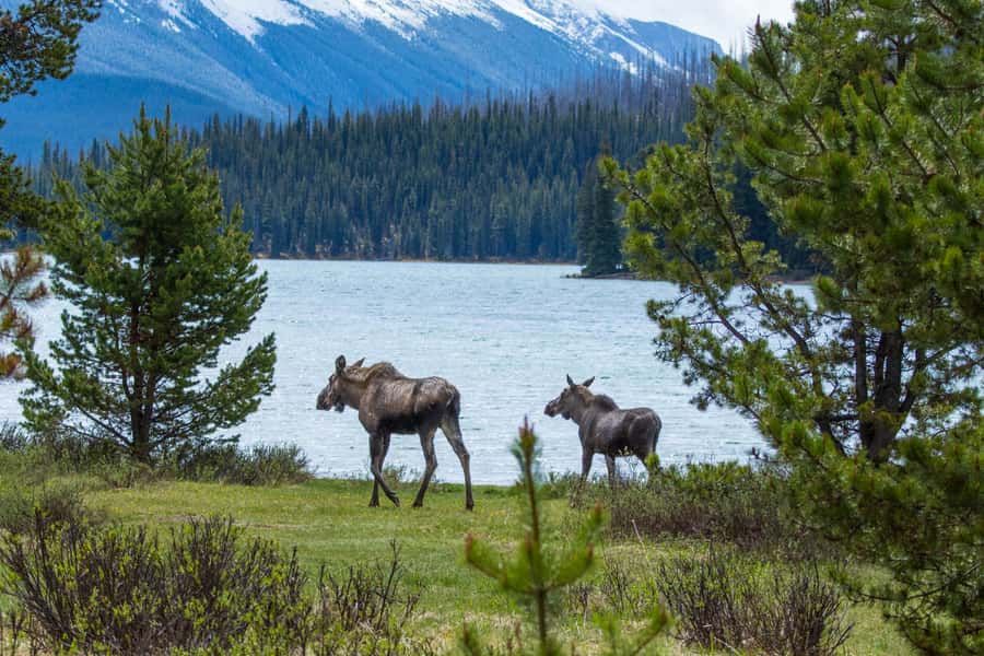 Jasper: Wildlife and Waterfalls Tour with Lakeshore Hike - Meeting the minibus in Jasper