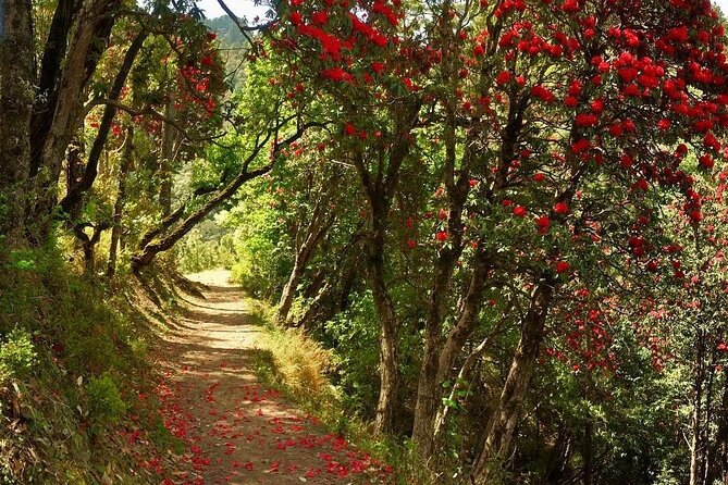 Kaflani Day Hike - Mussoorie - Why this short Mussoorie hike works so well