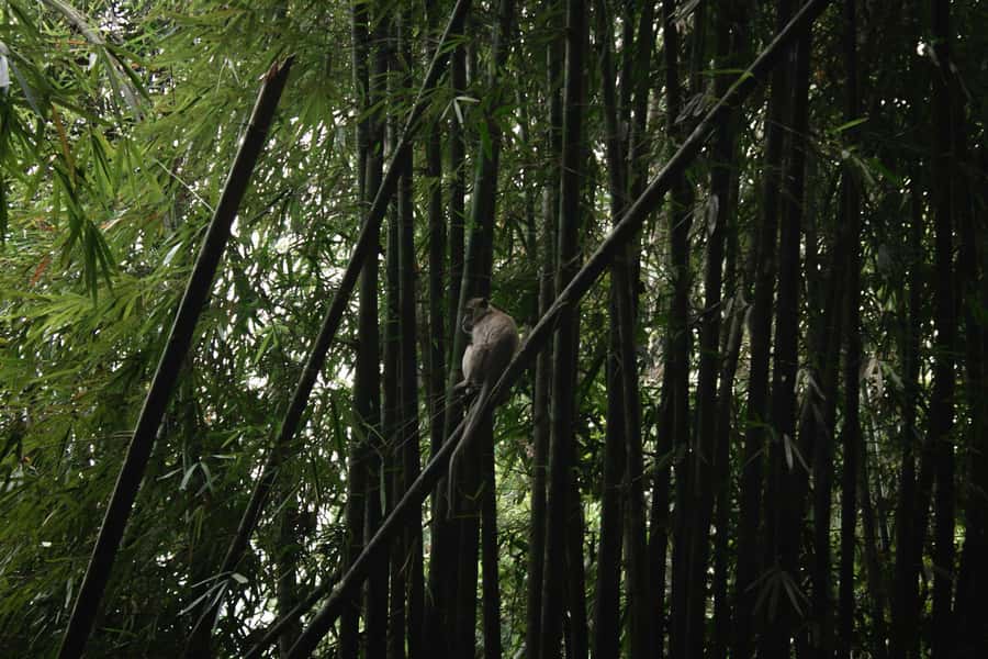 Khao Sok: Private Day Trekking, Jungle Dinner & Night Safari - Bamboo Cooking Beside the River