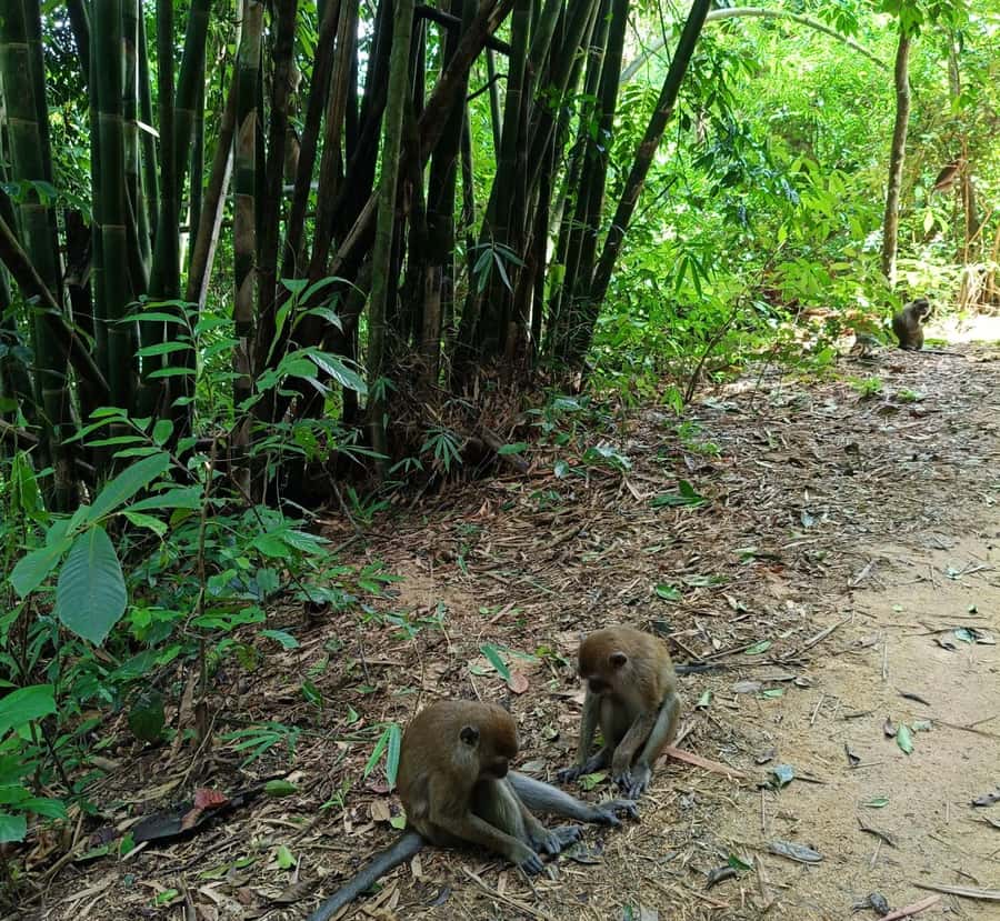 Khao Sok: Private Day Trekking, Jungle Dinner & Night Safari - Nightfall Brings Out a Different Khao Sok