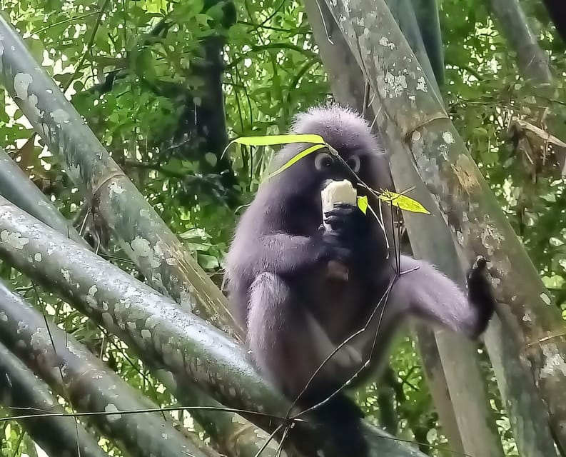 Khao Sok: Private Day Trekking, Jungle Dinner & Night Safari - What the $192 Price Really Buys