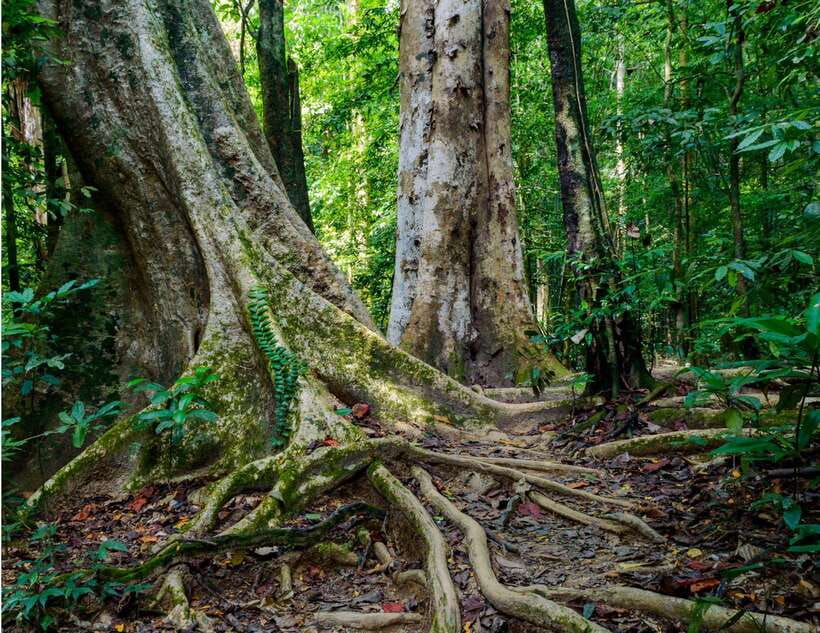 Khao Sok: Private Waterfalls and Wildlife Half-Day Trek - Who should book this Khao Sok trek?