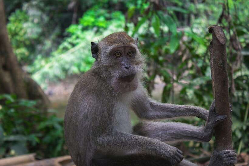 Khao Sok: Private Waterfalls and Wildlife Half-Day Trek - Starting from Khao Sok’s rainforest edge