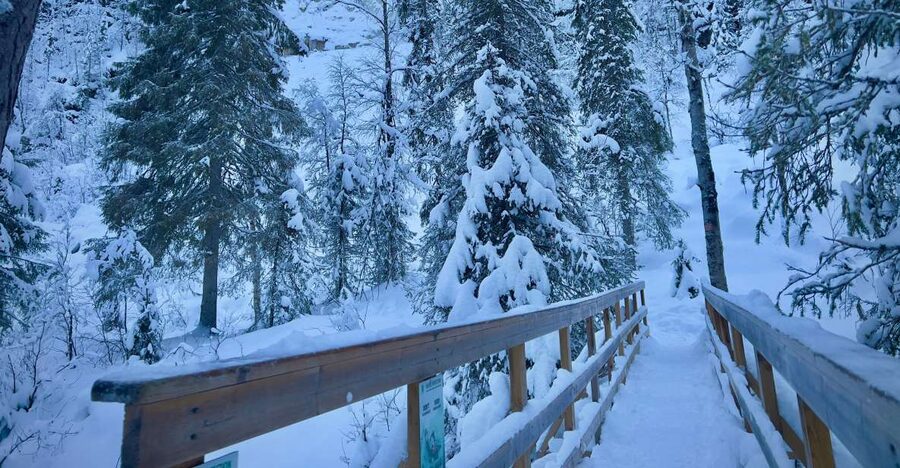 Korouoma: Frozen Waterfall Hiking Tour - Leaving Rovaniemi for the forest