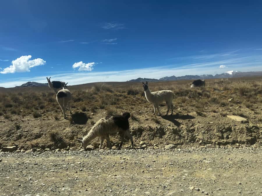 La Paz: Charquini Mountain Guided Hike - Who will enjoy Charquini most?