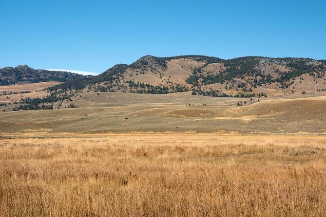 Lamar Valley Safari Hiking Tour with Lunch - Five things to know before you book