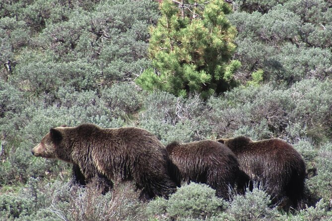 Lamar Valley Safari Hiking Tour with Lunch - The $182 Price and What You Get