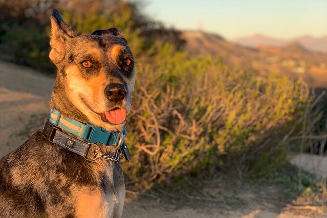 Los Angeles: Hollywood Sunset Walking & Hiking Tour - Timing, fitness, and practical comfort
