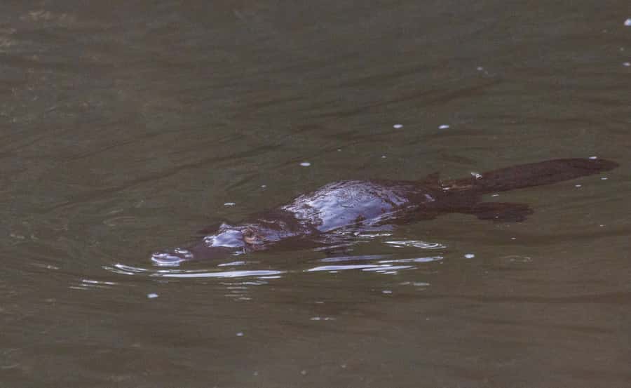 Mackay: Finch Hatton Gorge Hike, Swim & Platypus Adventure - Guides, group mood, and the human side