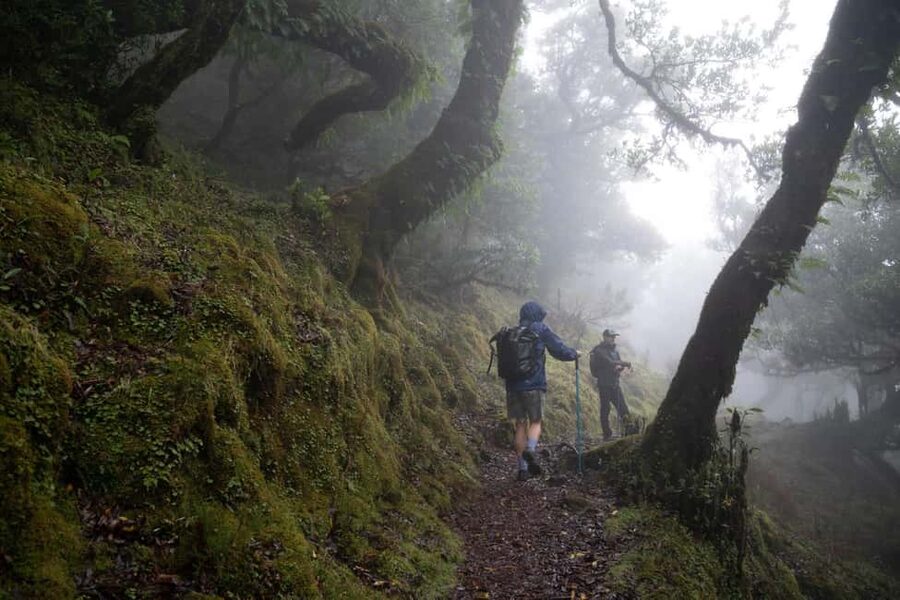 Madeira: PR 9 - Levada do Caldeirão Verde Hike Transfer - Pickup from Funchal, Caniço, Garajau, and beyond
